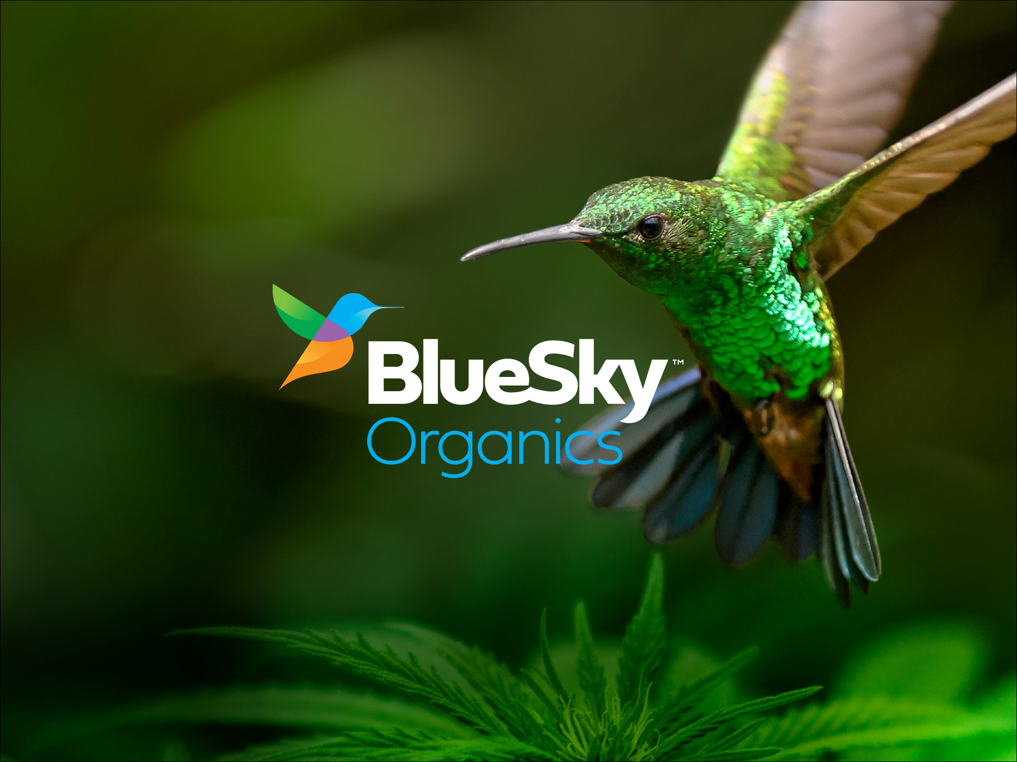 BlueSky Organics logo beside a green hummingbird in flight